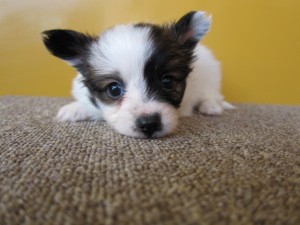 パピヨン　ブリーダー　子犬販売の専門店　AngelWan　横浜