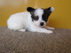 パピヨン　ブリーダー　子犬販売の専門店　AngelWan　横浜
