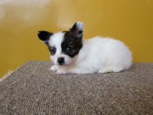 パピヨン　ブリーダー　子犬販売の専門店　AngelWan　東京　神奈川　千葉　埼玉