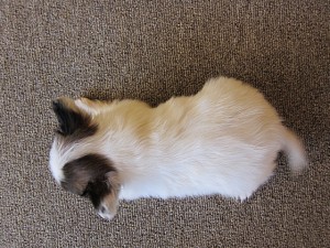 パピヨン　ブリーダー　子犬販売の専門店　AngelWan　横浜