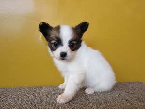 パピヨン　ブリーダー　子犬販売の専門店　AngelWan　横浜　川崎　町田　相模原
