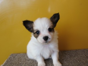 パピヨン 小ぶり ペット パピヨン ブリーダー 子犬販売の専門店 AngelWan 静岡 山梨 神奈川