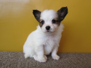 パピヨン 子犬販売 ブリーダー パピヨン ブリーダー 子犬販売の専門店 AngelWan 群馬 栃木 茨城 神奈川