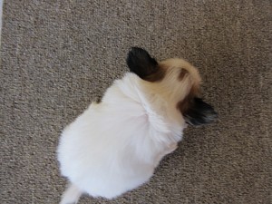 パピヨン ペットショップ 全国発送可能 パピヨン ブリーダー 子犬販売の専門店 AngelWan 横浜