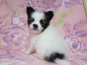 パピヨン　ブリーダー　子犬販売の専門店　AngelWan　横浜