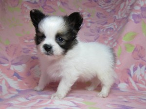 パピヨン　ブリーダー　子犬販売の専門店　AngelWan　東京　神奈川　千葉　埼玉