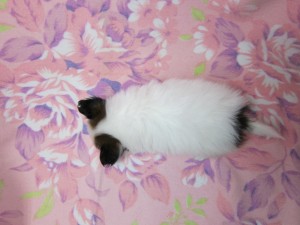 パピヨン　ブリーダー　子犬販売の専門店　AngelWan　静岡　山梨　群馬　栃木　茨城