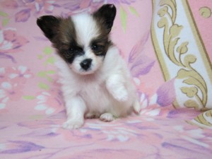 パピヨン　ブリーダー　子犬販売の専門店　AngelWan　横浜