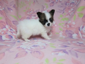 パピヨン　ブリーダー　子犬販売の専門店　AngelWan　横浜　全国発送可能