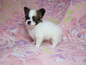 パピヨン　ブリーダー　子犬販売の専門店　AngelWan　東京　千葉　さいたま　神奈川