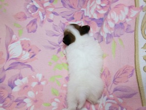 パピヨン　ブリーダー　子犬販売の専門店　AngelWan　横浜市　戸塚区　泉区　旭区