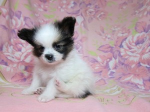 パピヨン　ブリーダー　子犬販売の専門店　AngelWan　神奈川　東京　千葉　埼玉