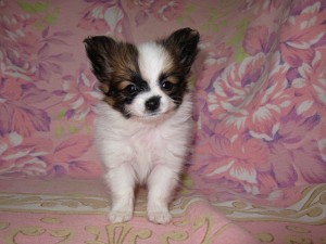 パピヨン　ブリーダー　子犬販売の専門店　AngelWan　町田　相模原　小田原　茅ヶ崎