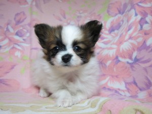 パピヨン　ブリーダー　子犬販売の専門店　AngelWan　神奈川　ペットショップ