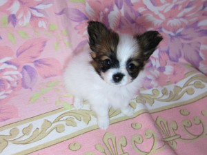 パピヨン　ブリーダー　子犬販売の専門店　AngelWan　ネット販売　クリスマス