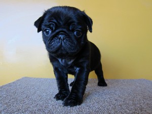 パグ　ブリーダー　子犬販売の専門店　AngelWan　横浜市　戸塚区　泉区　港北区