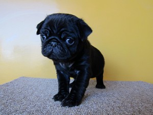 パグ　ブリーダー　子犬販売の専門店　AngelWan　室内犬　全国発送可能