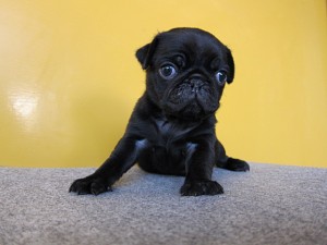 パグ　ブリーダー　子犬販売の専門店　AngelWan　神奈川　東京　千葉　埼玉　山梨