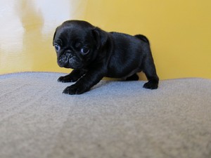 パグ　ブリーダー　子犬販売の専門店　AngelWan　横浜　ぶさかわ　ペットショップ