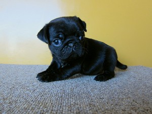 パグ　ブリーダー　子犬販売の専門店　AngelWan　東京　神奈川　千葉　埼玉　静岡