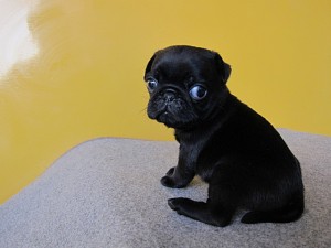パグ　ブリーダー　子犬販売の専門店　AngelWan　ペットショップ　全国発送可能　横浜
