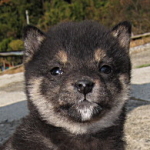 柴犬　ブリーダー　子犬販売の専門店　AngelWan　横浜