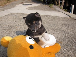 柴犬　ブリーダー　子犬販売の専門店　AngelWan　横浜　川崎　小田原　町田　藤沢