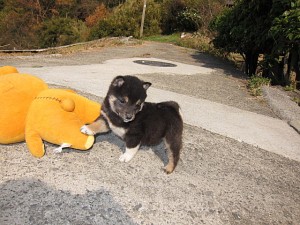 柴犬　ブリーダー　子犬販売の専門店　AngelWan　ペットショップ　柴　小ぶり