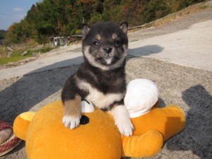 柴犬　ブリーダー　子犬販売の専門店　AngelWan　横浜　全国発送可能　小ぶり
