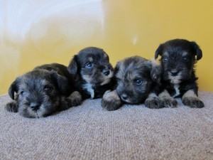 ミニチュアシュナウザー　ブリーダー　子犬販売の専門店　AngelWan　横浜