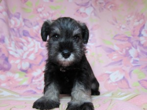 ミニチュアシュナウザー　ブリーダー　子犬販売の専門店　AngelWan　横浜