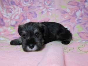 ミニチュアシュナウザー　ブリーダー　子犬販売の専門店　AngelWan　神奈川　東京