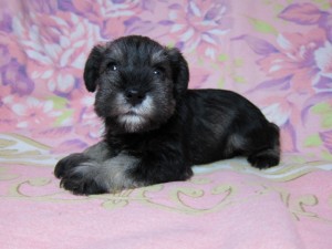 ミニチュアシュナウザー　ブリーダー　子犬販売の専門店　AngelWan　横浜　髭