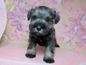 ミニチュアシュナウザー　ブリーダー　子犬販売の専門店　AngelWan　横浜　小型犬
