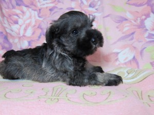 ミニチュアシュナウザー　ブリーダー　子犬販売の専門店　AngelWan　横浜