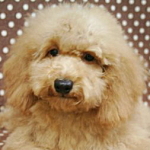 トイプードル　ブリーダー　子犬販売の専門店　AngelWan　横浜