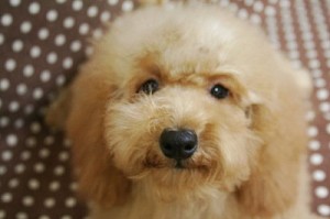 トイプードル　ブリーダー　子犬販売の専門店　AngelWan　東京　千葉　埼玉　神奈川