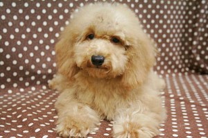 トイプードル　ブリーダー　子犬販売の専門店　AngelWan　横浜市　戸塚区　泉区