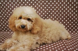 トイプードル　ブリーダー　子犬販売の専門店　AngelWan　ペットショップ　見学可能