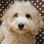 トイプードル　ブリーダー　子犬販売の専門店　AngelWan　横浜