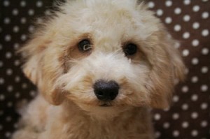 トイプードル　ブリーダー　子犬販売の専門店　AngelWan　神奈川　東京　千葉　埼玉
