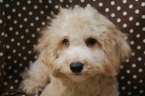 トイプードル　ブリーダー　子犬販売の専門店　AngelWan　湘南　相模原　町田