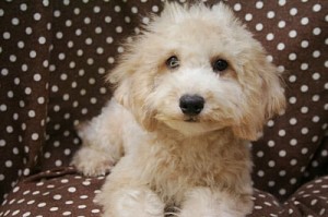 トイプードル　ブリーダー　子犬販売の専門店　AngelWan　山梨　静岡　長野　栃木