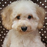 トイプードル　ブリーダー　子犬販売の専門店　AngelWan　横浜