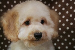 トイプードル　ブリーダー　子犬販売の専門店　AngelWan　横浜市　戸塚区　泉区