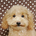 トイプードル　ブリーダー　子犬販売の専門店　AngelWan　横浜