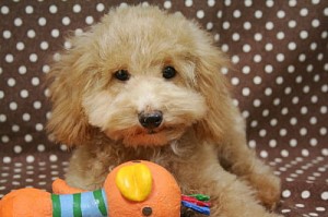 トイプードル　ブリーダー　子犬販売の専門店　AngelWan　ペットショップ　通販