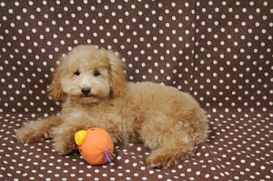 トイプードル　ブリーダー　子犬販売の専門店　AngelWan　横浜市　戸塚区　泉区