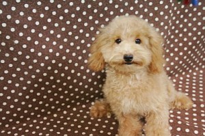 トイプードル　ブリーダー　子犬販売の専門店　AngelWan　横浜