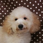 トイプードル　ブリーダー　子犬販売の専門店　AngelWan　横浜